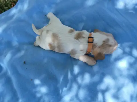 Cocker Spaniel Anglais  Prénom Libre Des Terres Des F 09487 photo 2