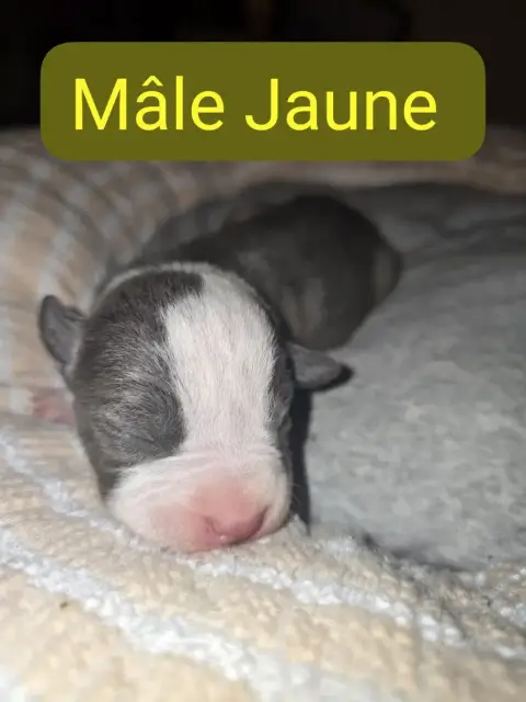 American Staffordshire Terrier  B... Du Royaume De Tc f23c8
