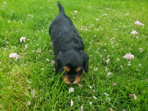 Cavalier King Charles Spaniel photo 3