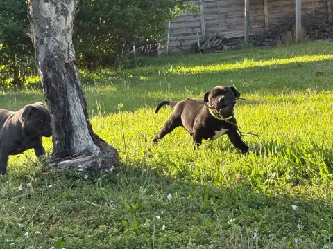 Staffordshire Bull Terrier  Black Arvernmolosse photo 2
