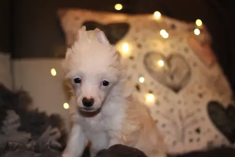 Chien Chinois À Crête  Aslan Des Trésors Des Petites  3ab91