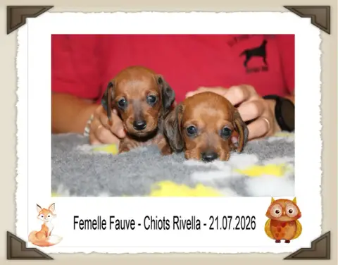 Teckel Poil Ras 
                        Chiot N°8 De 7f08e