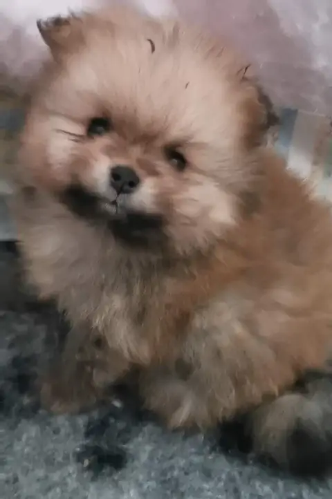 Spitz Allemand  Chiot N°2 Des Spitz'Chouns