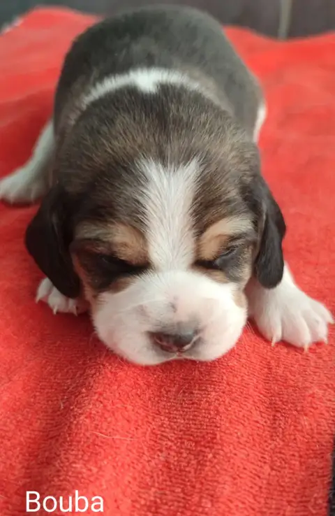 Beagle  Bouba Du Domaine Des Versannes