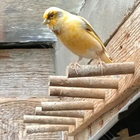Vend 2 Canaris