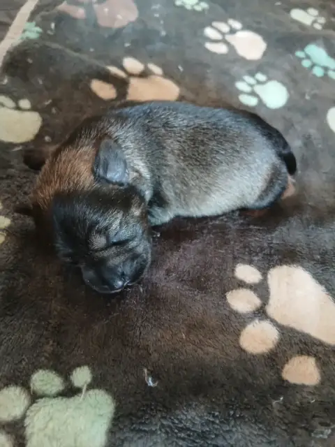 Schnauzer Miniature  Chiot 1 De La Vallée Sacré