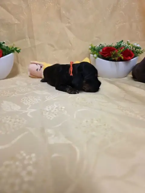 Cocker Spaniel Anglais 
                        B.... b1c92
