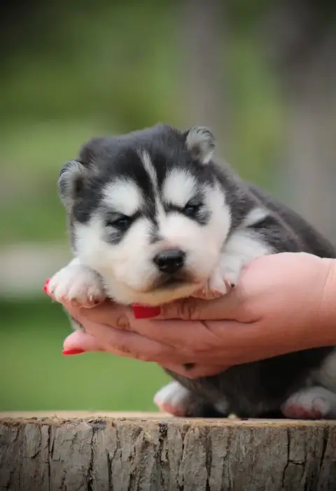 Siberian Husky  Beyka Of Masadora