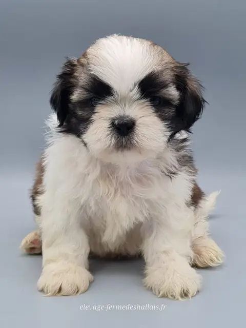 Shih Tzu  Bélénos Du Mont De La Chenaie photo 2