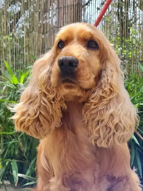 Cocker Spaniel Anglais  Boomer Du Domaine Des Merveil 0f1ab photo 2