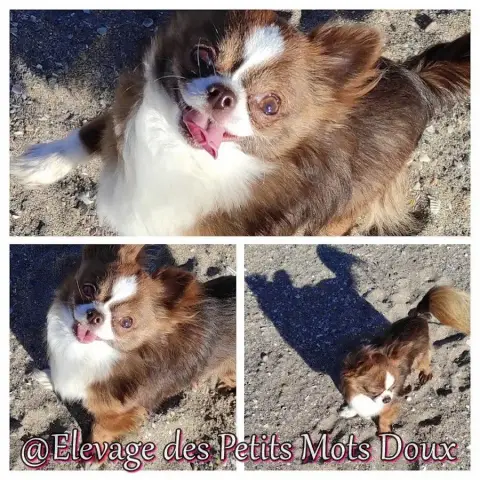 Chihuahua  Héros Mushu Des Minis Bombes photo 3