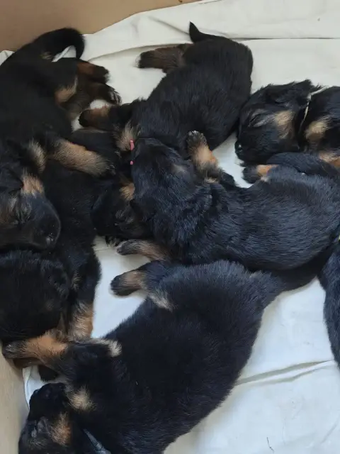 Berger Allemand Poil Long  Chiot N°8 Des Compagnons D c207b