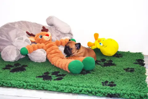 Bouledogue Français  Béa Des Dobs D'Arnoline