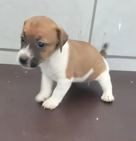 Jack Russell Terrier  Chiot N°3 Des Marais De Courmon 49297 photo 3