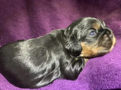 Cavalier King Charles Spaniel  B....À Choisir De L'Ar 76c63