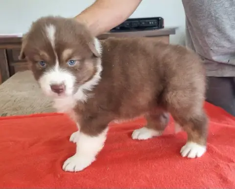 Berger Australien  Chiot N°5 Des Hirondelles Du Voyag 78961