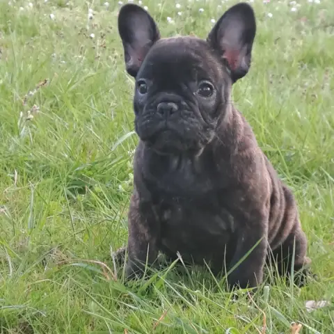 Bouledogue Français  Baïa Des Joyaux D'Osiris photo 2