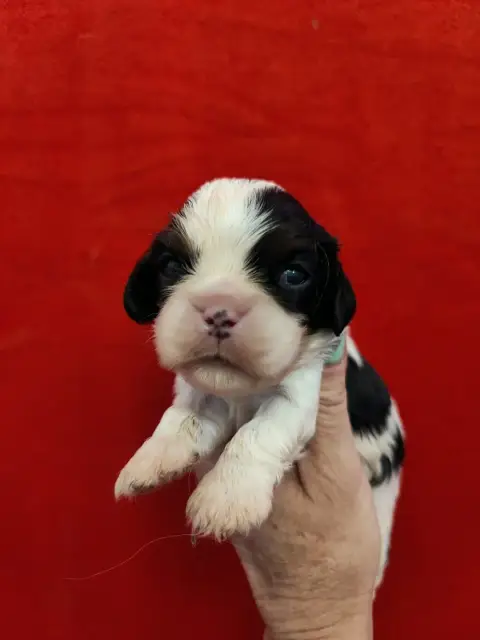 Cavalier King Charles Spaniel  Joli photo 3