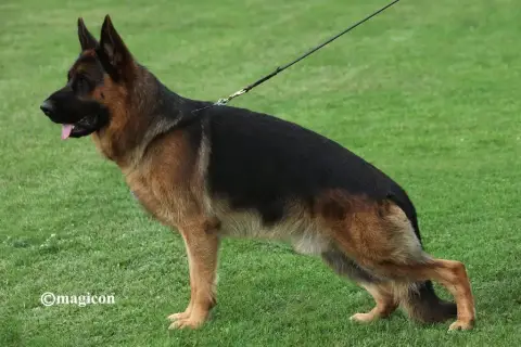 Berger Allemand  Baby Du Domaine De La Brie photo 2