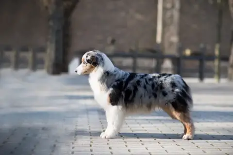 Berger Australien  Chiot N°5 In Parigi photo 3