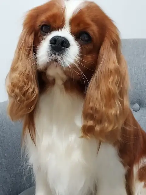 Cavalier King Charles Spaniel  Chiot N°2 Du Domaine D f9a5e photo 3