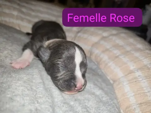 American Staffordshire Terrier  B... Du Royaume De Tc d41d5