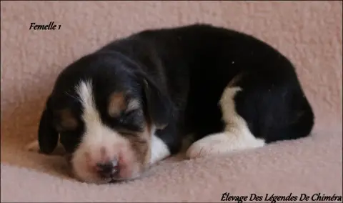 Beagle  Femelle 1 -