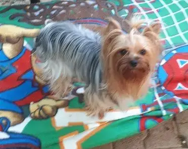 Yorkshire Terrier  Bianca De La Vallee Des Lutins Ble d3a6e photo 3