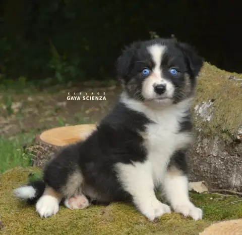 Berger Australien  Chiot N°6 Des Monts De La Gaya Sci 92c7c photo 2