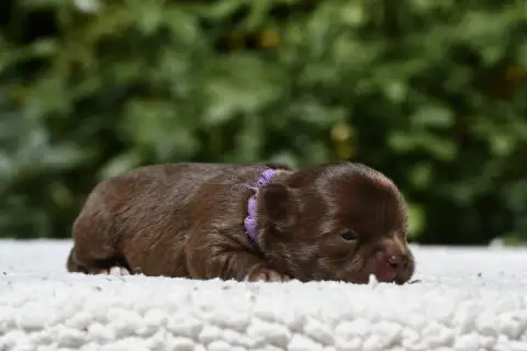 Chihuahua  Baci Di Moka photo 2