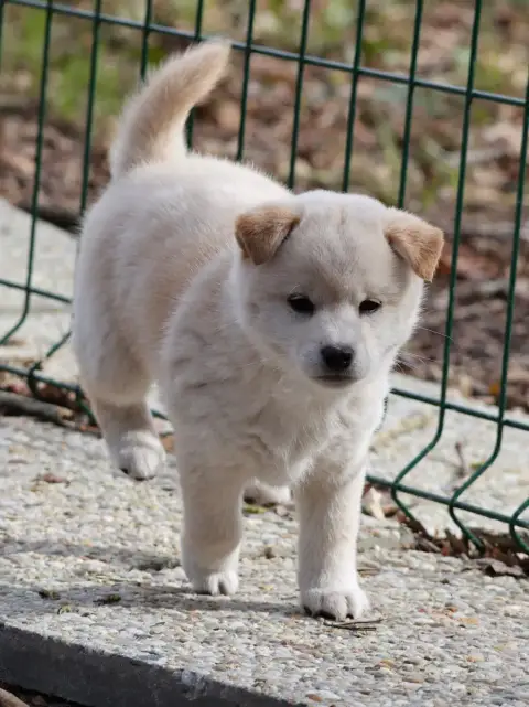 Shiba photo 2