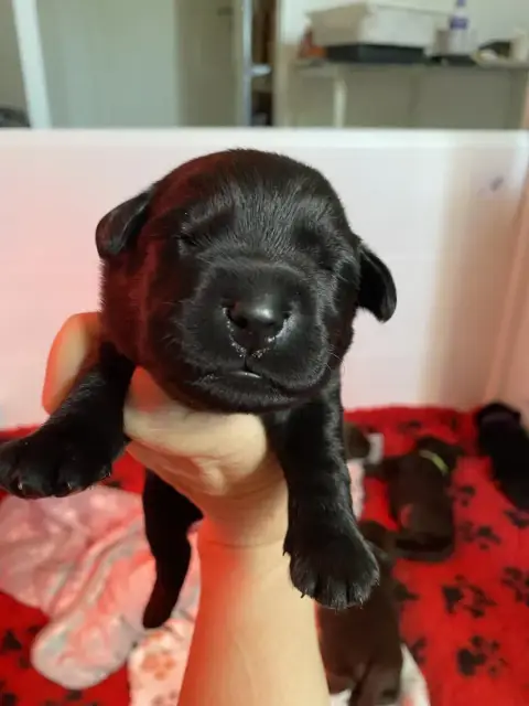 Labrador Retriever  Collier Marron