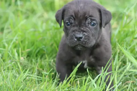 Cane Corso  Chiot N°6