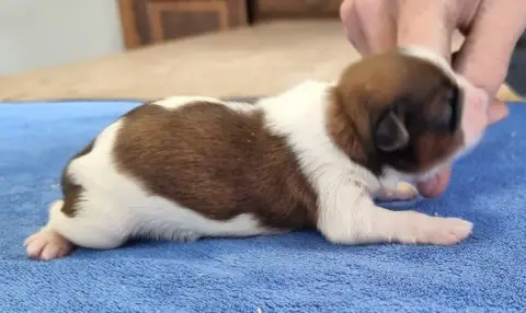 Shih Tzu  Chiot N°2 Des Hirondelles Du Voyage