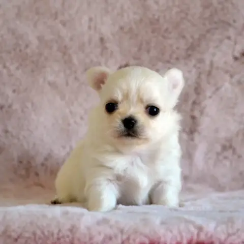 Chihuahua  Bud Stemper Des Loves Didi