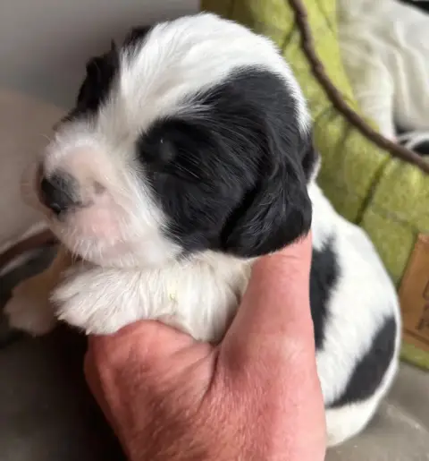English Springer Spaniel  B.............. Des Etangs  dde23