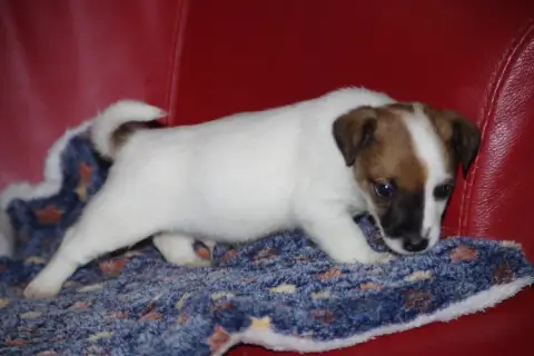 Jack Russell Terrier  Beaugosse A L'Ouest Des Prés De 8884c photo 2