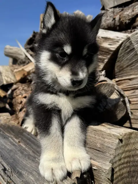 Siberian Husky  Batman De The King Ricci