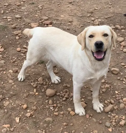 Labrador Retriever  Chiot N°1 Du Clos Du Barrian photo 3