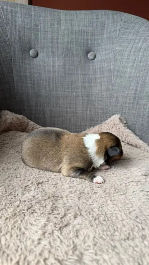 Shetland Sheepdog  Chiot 1 Du Banc Des Hermelles photo 3
