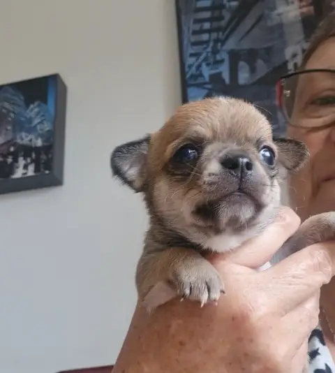 Chihuahua  Baho De L’Ecrin Des Joyaux photo 3