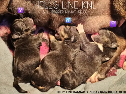 Bull Terrier Miniature  Baccara Hell'S Line