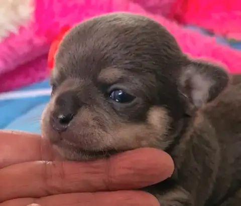 Chihuahua  Blue De L’Ecrin Des Joyaux photo 3
