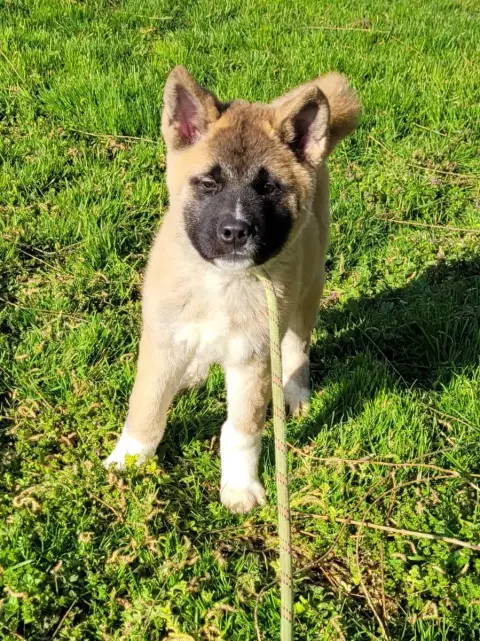 Akita Americain  Askot Des Marais De Courmont photo 3