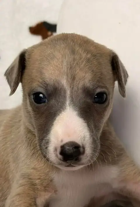 Whippet  Birkin De La Bastie D'Hucaroc photo 3