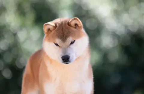 Shiba  Chiot 5 Du Bois De Compiègne photo 2
