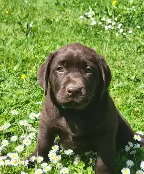 Labrador Retriever  Bleu Du Domaine De Daisy