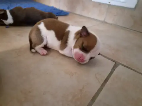 Staffordshire Bull Terrier  Chiot 5 De Gaia Vlka