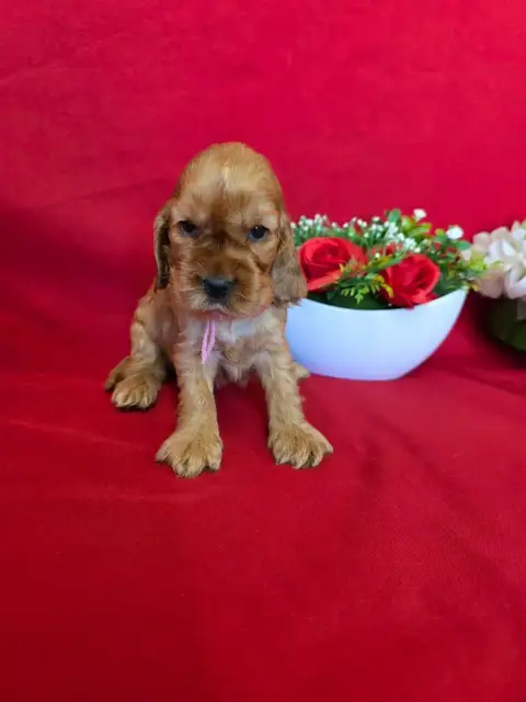 Cocker Spaniel Anglais  B........... Du Domaine De St 0edf3