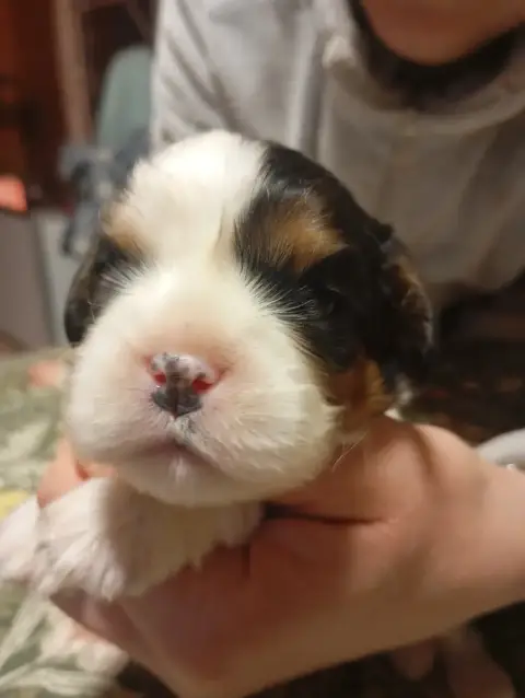 Cavalier King Charles Spaniel  Bounty Of Mysterious T f5e2f